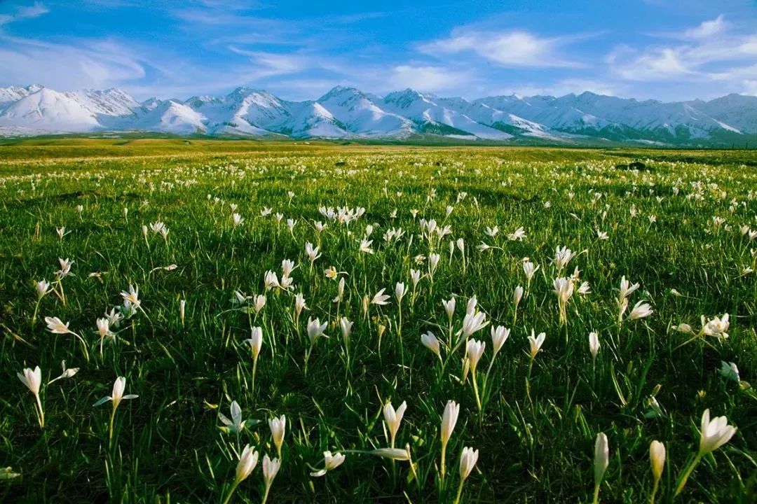 4月的新疆你一定不要错过！